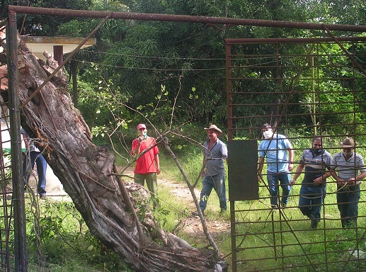 Poda de árboles en San José de las Lajas ante presencia de fenómeno meteorológio Eta
