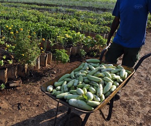 cuba-agricultura-urbana21.jpg - 49.32 KB