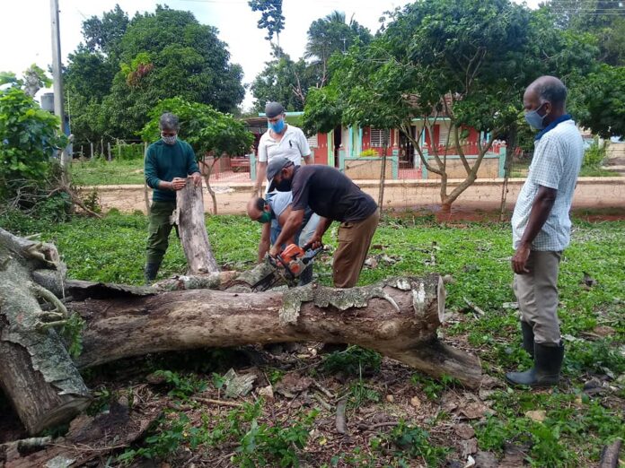 La poda de árboles, tarea cumplida