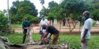 La poda de árboles, tarea cumplida