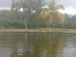 Vista del estanque en el área de ceba