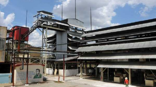 244s-77086171-planta-de-cera-majibacoa-1