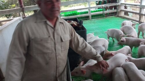 FOTO 1-Criador de cerdos