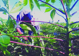 Aprovechan campaña de frío.