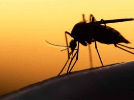 Método brasileño para combatir dengue, entre avances científicos 2025