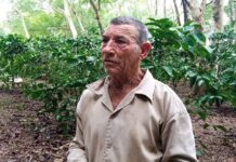 Fomentan programa cafetalero en finca lajera