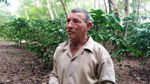 Fomentan programa cafetalero en finca lajera