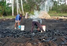 Destacan fincas forestales en Mayabeque