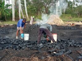 Destacan fincas forestales en Mayabeque