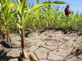 Defensa Civil de Cuba revisó inicio de período seco en el país