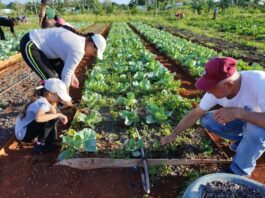 Participaron trabajadores de ETECSA en Mayabeque en labores agrícolas