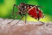 Llaman en San José de las Lajas a reforzar acciones contra el Aedes aegypti