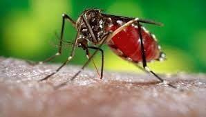 Llaman en San José de las Lajas a reforzar acciones contra el Aedes aegypti