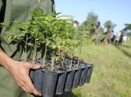 Protegen patrimonio forestal lajero