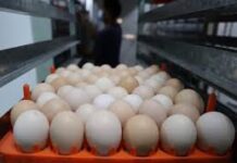 Afrontan dificultades productores avícolas