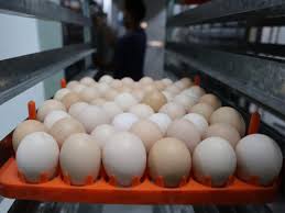 Afrontan dificultades productores avícolas