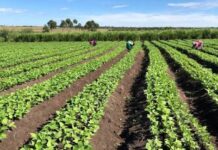 Una producción de alimentos en el presente y hacia el futuro