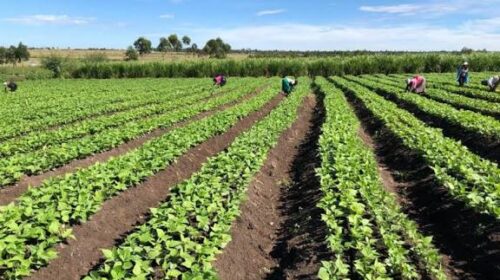 Una producción de alimentos en el presente y hacia el futuro