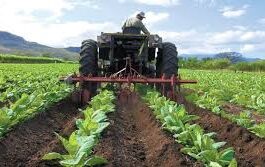 Mayor disponibilidad de la tierra para la plantación de los cultivos