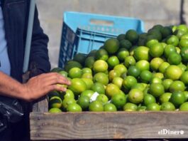 Inmersos en el incremento de la producción citrícola campesinos lajeros