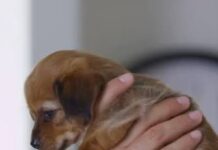 Retan al cuidado y protección animal estudiantes universitarios