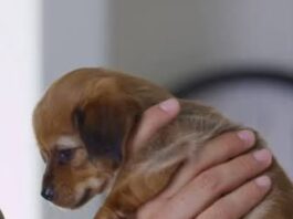 Retan al cuidado y protección animal estudiantes universitarios
