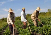 Atenúan dificultades para el rendimiento agrícola productores locales