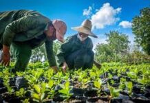 Tecnifican agricultura lajera