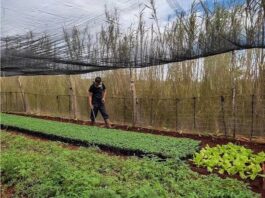Ponderan sostenibilidad agropecuaria.