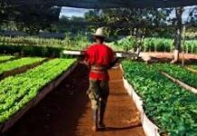 Destaca formación de tecnólogos agrícolas.