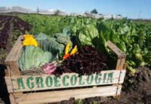 La ciencia ecológica en función de agroecosistemas sustentables