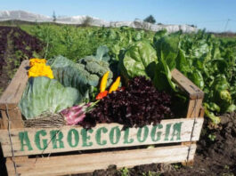 La ciencia ecológica en función de agroecosistemas sustentables