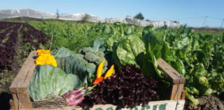 La ciencia ecológica en función de agroecosistemas sustentables