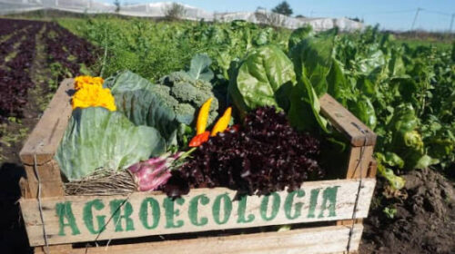 La ciencia ecológica en función de agroecosistemas sustentables