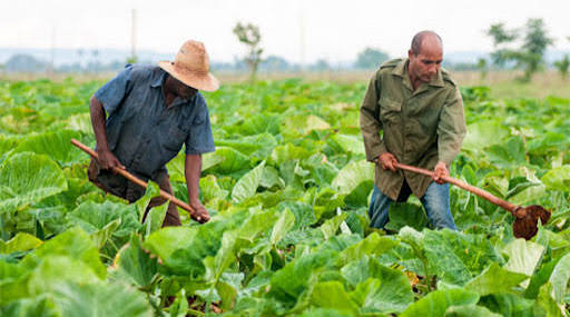 producción-de-alimentos