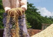 Aportan en San José de las Lajas al cultivo de arroz