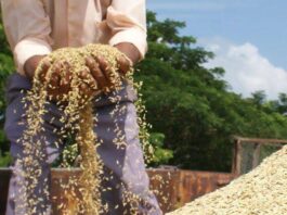 Aportan en San José de las Lajas al cultivo de arroz