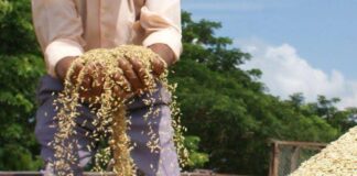 Aportan en San José de las Lajas al cultivo de arroz