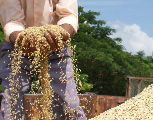 Aportan en San José de las Lajas al cultivo de arroz
