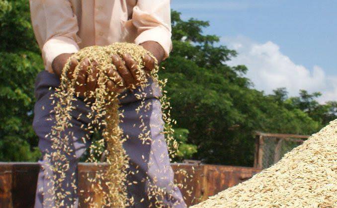 FOTO 1-Cosecha de arroz por el proyecto