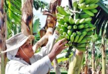 Celebran Día de la Mujer Rural.